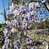 Wisteria formosa 'Issai'