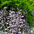 Wisteria formosa 'Issai'