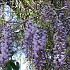 Wisteria sinensis