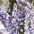 Wisteria sinensis