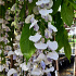 Wisteria sinensis