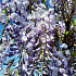 Wisteria sinensis 'Prolific'