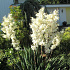Yucca filamentosa