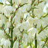 Yucca filamentosa