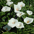 Zantedeschia aethiopica