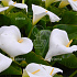 Zantedeschia aethiopica