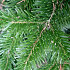 Abies nordmanniana