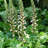 Acanthus mollis