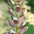 Acanthus mollis