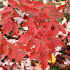 Acer griseum