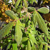 Acer griseum