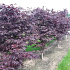 Acer palmatum 'Bloodgood'