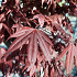 Acer palmatum 'Bloodgood'
