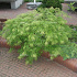 Acer palmatum 'Dissectum'