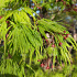 Acer palmatum 'Dissectum'