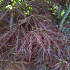 Acer p. 'Ornatum'
