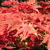 Acer palmatum 'Osakazuki'