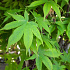 Acer palmatum 'Osakazuki'