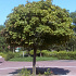 Acer platanoides 'Globosum'