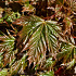 Acer platanoides 'Globosum'