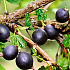 Ribes 'Jostaberry'