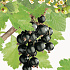 Ribes 'Jostaberry'