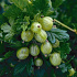 Ribes uva-crispa 'HinnonmÃ¤ki GrÃ¶n'