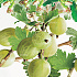 Ribes uva-crispa 'HinnonmÃ¤ki GrÃ¶n'