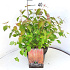 Pot 10 liter