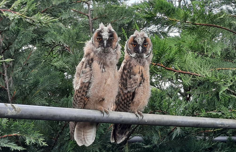 planta   ransuilen (1)