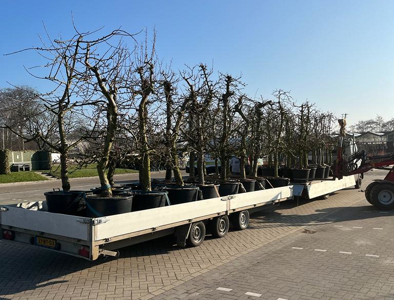 aanvoer   fruitbomen knot (aangepast)