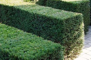 taxus (3)