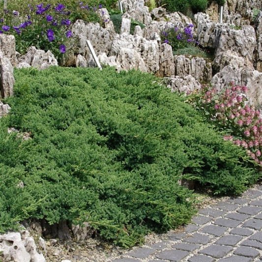 juniperus