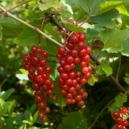 ribes rubrum 2