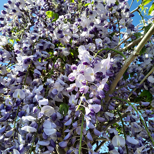 wisteria sinensis prolific