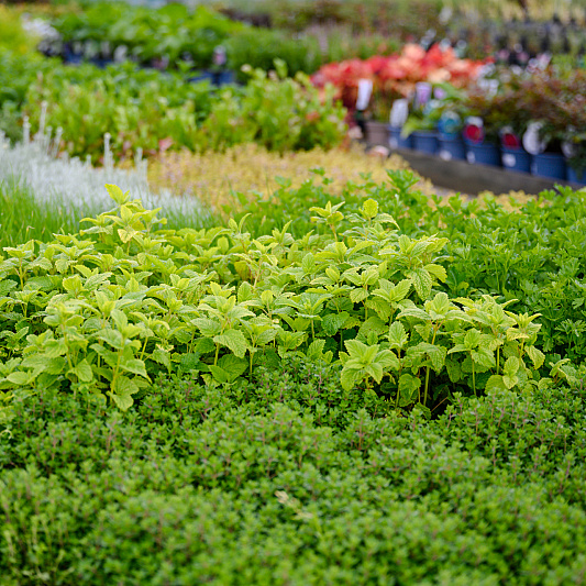 0700 lilian fotografie planta de bilt fotoshoot 20220513