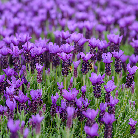 0704 lilian fotografie planta de bilt fotoshoot 20220513
