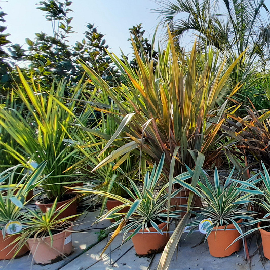 mediterraanse planten01