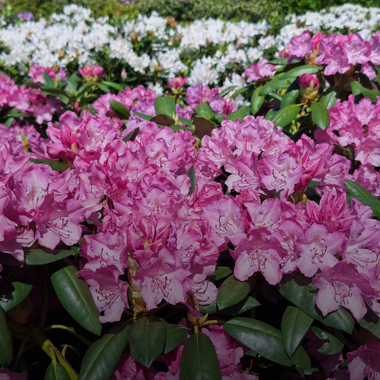 rhodo
