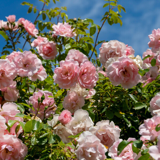 rosa pink 2