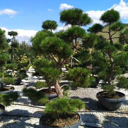 pinus sylvestris   250 300, cont, bonsai