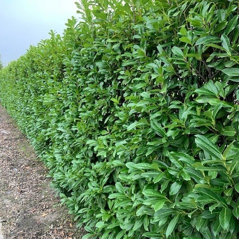 prunus laurocerasus novita