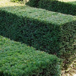 taxus (3)
