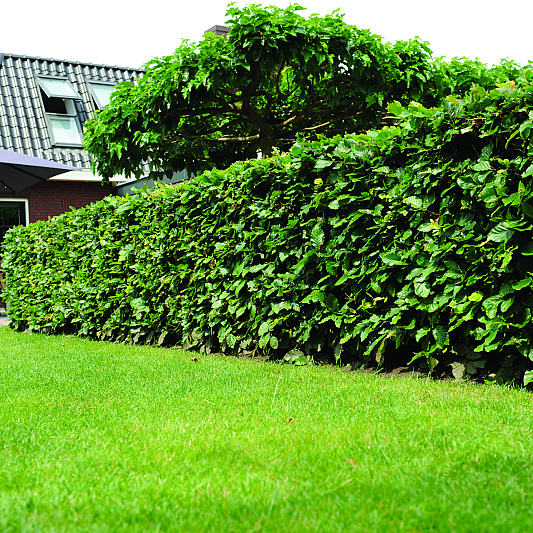page 12 13 project nl classic garden 5
