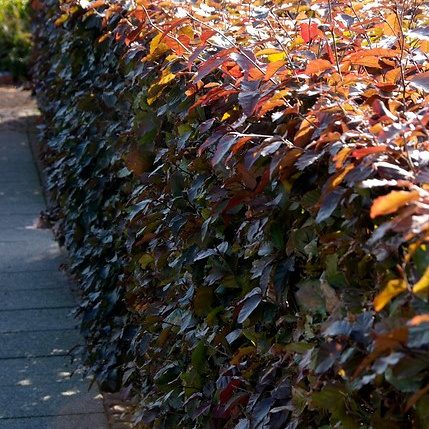 fagus sylvatica atropunicea