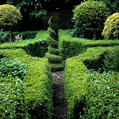 buxus sempervirens