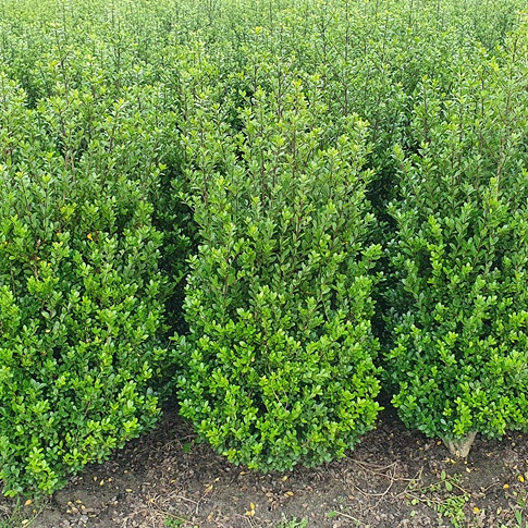 ilex crenata caroline upright 80 100, kl, extra, perceel (2)