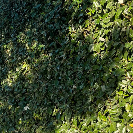 elaeagnus haag (3)