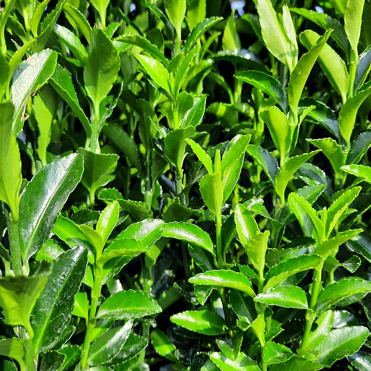 euonymus green spire