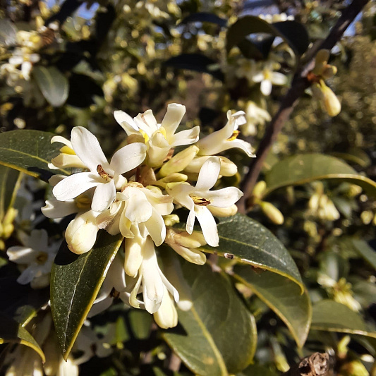osmanthus burkwoodii